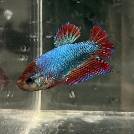 the-fish-farm Female Betta Female Betta - One Only - M Choose your own Female Betta at The Fish Farm Australia