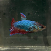 the-fish-farm Female Betta Female Betta - One Only - M Choose your own Female Betta at The Fish Farm Australia