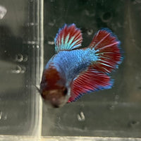 the-fish-farm Female Betta Female Betta - One Only - M Choose your own Female Betta at The Fish Farm Australia