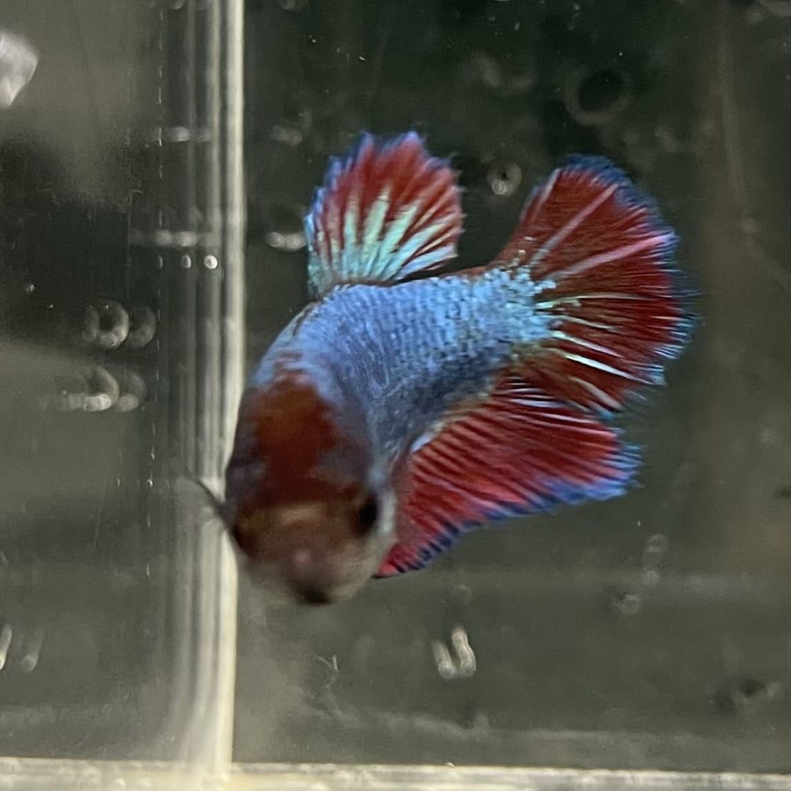 the-fish-farm Female Betta Female Betta - One Only - M Choose your own Female Betta at The Fish Farm Australia