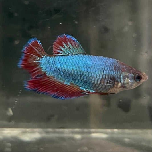 the-fish-farm Female Betta Female Betta - One Only - M Choose your own Female Betta at The Fish Farm Australia