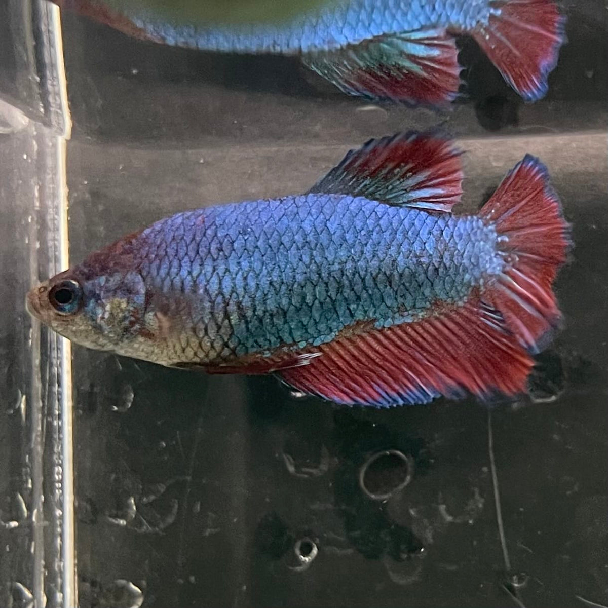 the-fish-farm Female Betta Female Betta - One Only - M Choose your own Female Betta at The Fish Farm Australia