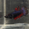 the-fish-farm Female Betta Female Betta - One Only - M Choose your own Female Betta at The Fish Farm Australia