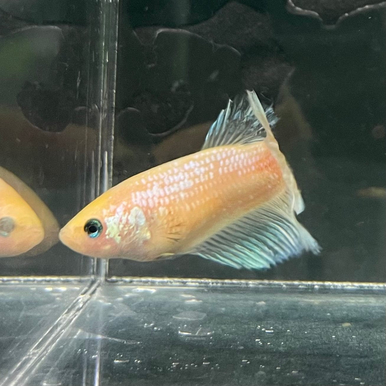 the-fish-farm Female Betta Female Betta - One Only - N Choose your own Female Betta at The Fish Farm Australia