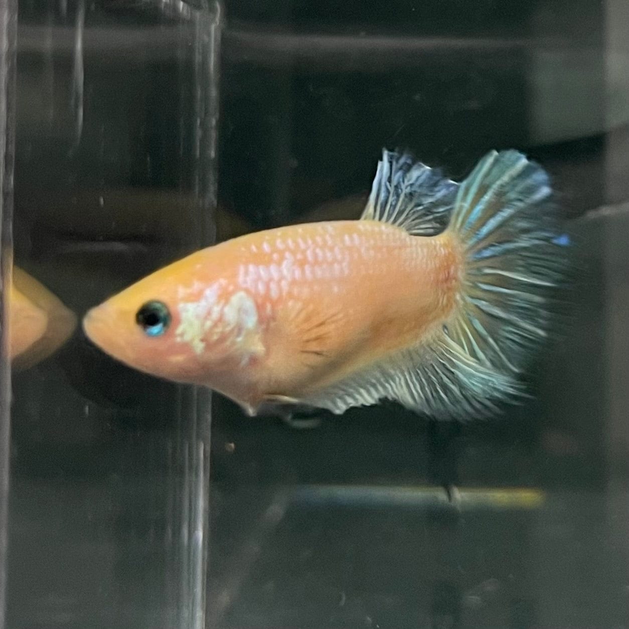 the-fish-farm Female Betta Female Betta - One Only - N Choose your own Female Betta at The Fish Farm Australia