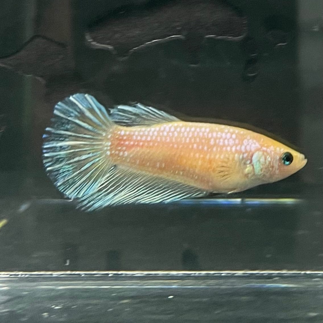 the-fish-farm Female Betta Female Betta - One Only - N Choose your own Female Betta at The Fish Farm Australia