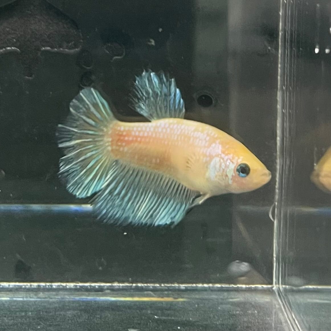 the-fish-farm Female Betta Female Betta - One Only - N Choose your own Female Betta at The Fish Farm Australia