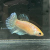 the-fish-farm Female Betta Female Betta - One Only - N Choose your own Female Betta at The Fish Farm Australia