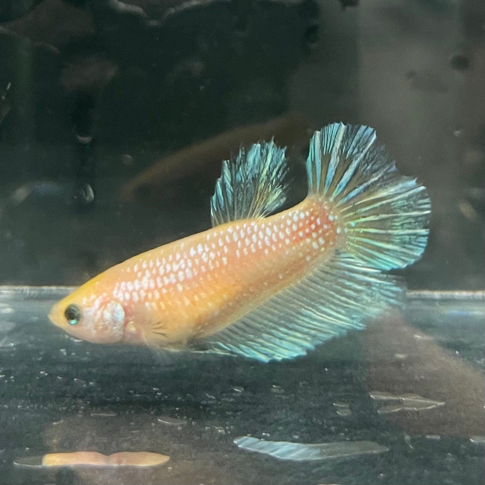 the-fish-farm Female Betta Female Betta - One Only - N Choose your own Female Betta at The Fish Farm Australia