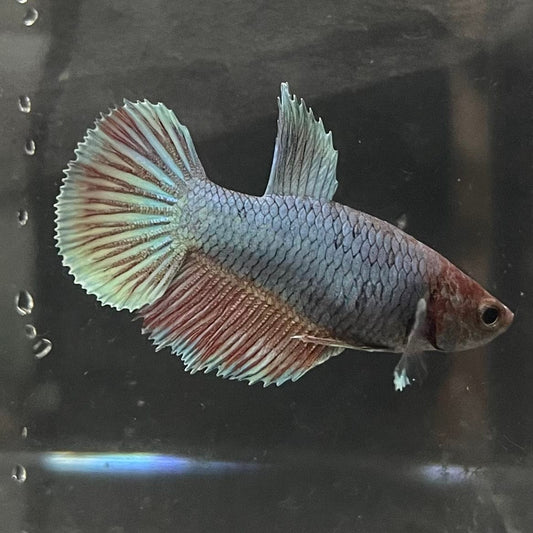the-fish-farm Female Betta Female Betta - One Only - N Choose your own Female Betta at The Fish Farm Australia