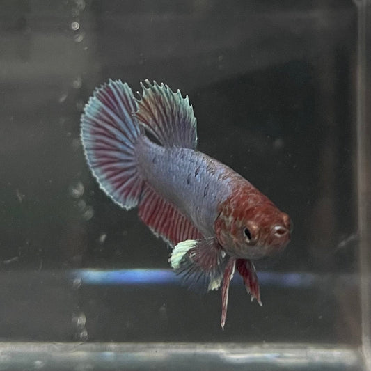 the-fish-farm Female Betta Female Betta - One Only - N Choose your own Female Betta at The Fish Farm Australia