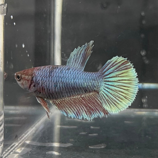 the-fish-farm Female Betta Female Betta - One Only - N Choose your own Female Betta at The Fish Farm Australia