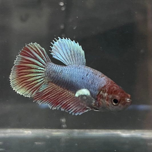 the-fish-farm Female Betta Female Betta - One Only - N Choose your own Female Betta at The Fish Farm Australia