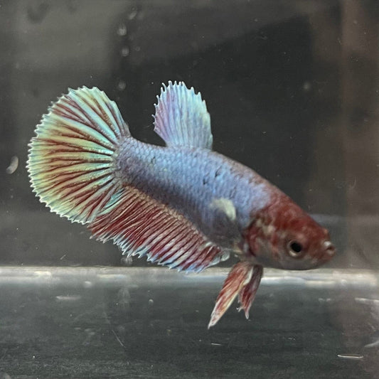 the-fish-farm Female Betta Female Betta - One Only - N Choose your own Female Betta at The Fish Farm Australia