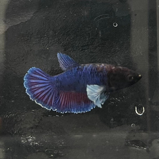 the-fish-farm Female Betta Female Betta - One Only - N Choose your own Female Betta at The Fish Farm Australia