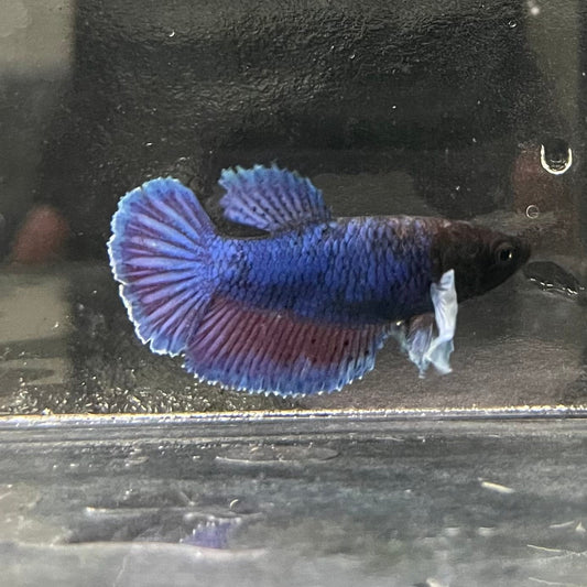 the-fish-farm Female Betta Female Betta - One Only - N Choose your own Female Betta at The Fish Farm Australia