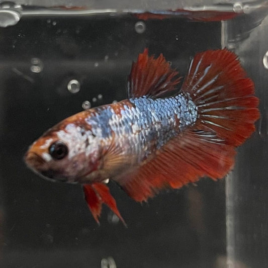 the-fish-farm Female Betta Female Betta - One Only - N Choose your own Female Betta at The Fish Farm Australia