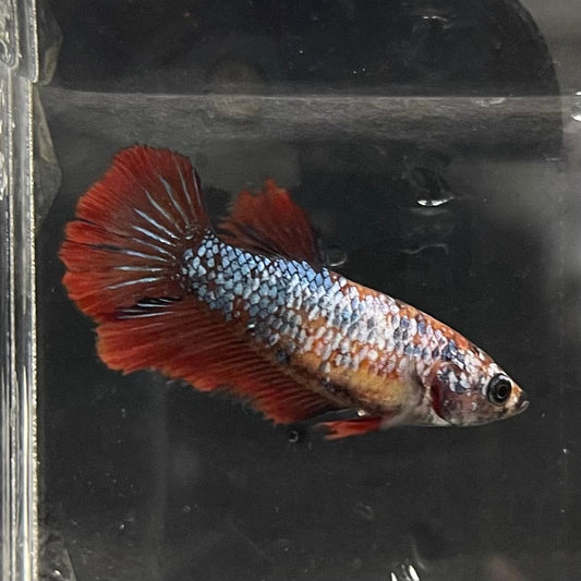the-fish-farm Female Betta Female Betta - One Only - N Choose your own Female Betta at The Fish Farm Australia