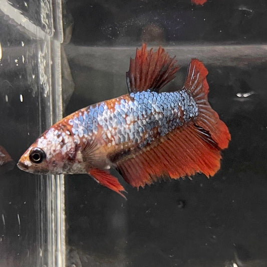 the-fish-farm Female Betta Female Betta - One Only - N Choose your own Female Betta at The Fish Farm Australia