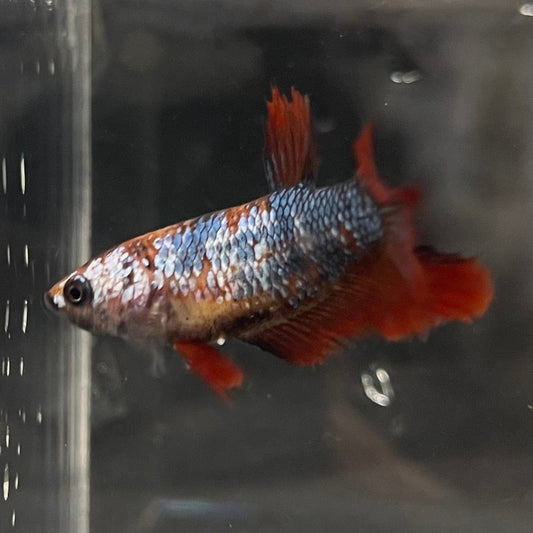 the-fish-farm Female Betta Female Betta - One Only - N Choose your own Female Betta at The Fish Farm Australia