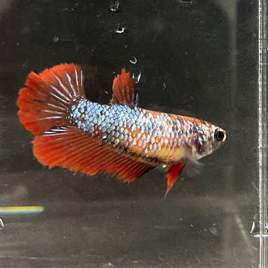 the-fish-farm Female Betta Female Betta - One Only - N Choose your own Female Betta at The Fish Farm Australia