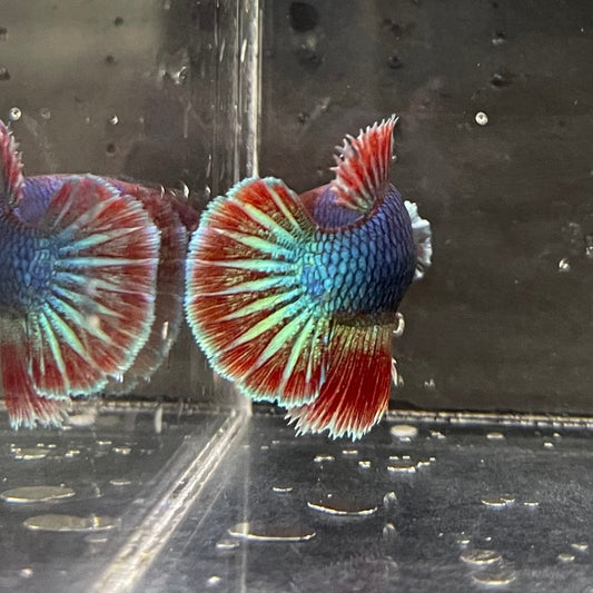 the-fish-farm Female Betta Female Betta - One Only - N Choose your own Female Betta at The Fish Farm Australia
