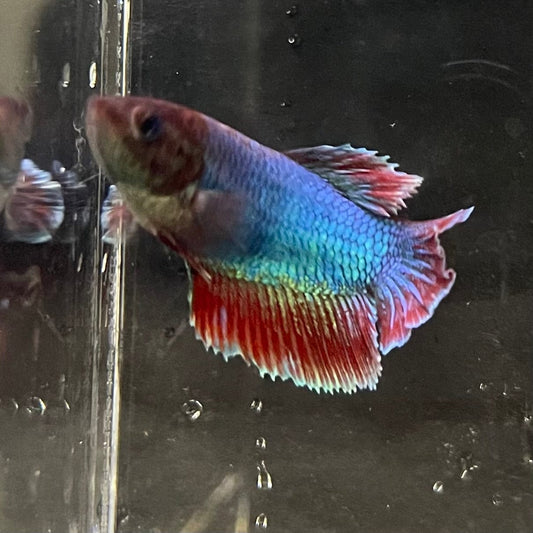 the-fish-farm Female Betta Female Betta - One Only - N Choose your own Female Betta at The Fish Farm Australia