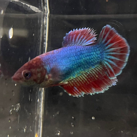 the-fish-farm Female Betta Female Betta - One Only - N Choose your own Female Betta at The Fish Farm Australia