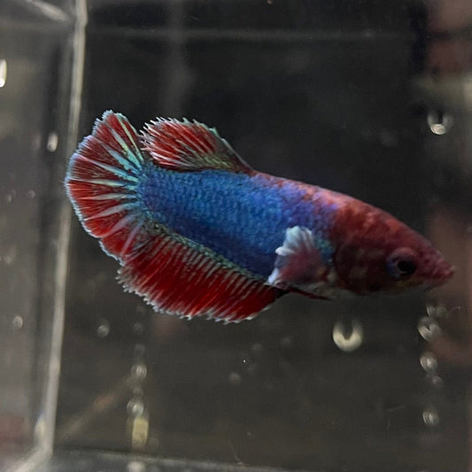 the-fish-farm Female Betta Female Betta - One Only - N Choose your own Female Betta at The Fish Farm Australia