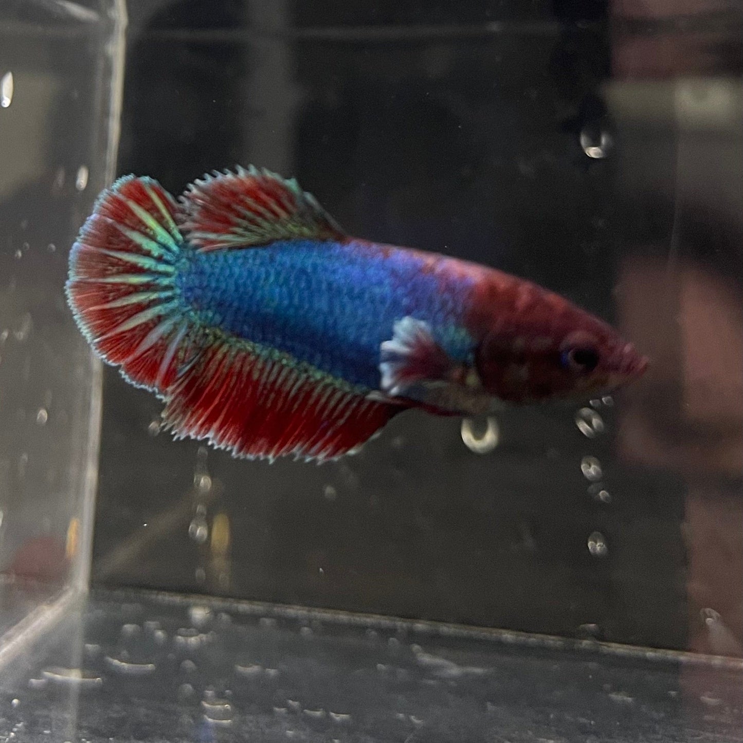 the-fish-farm Female Betta Female Betta - One Only - N Choose your own Female Betta at The Fish Farm Australia