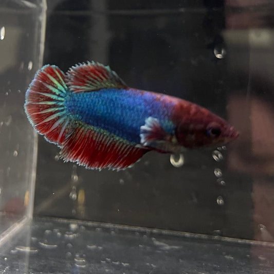 the-fish-farm Female Betta Female Betta - One Only - N Choose your own Female Betta at The Fish Farm Australia