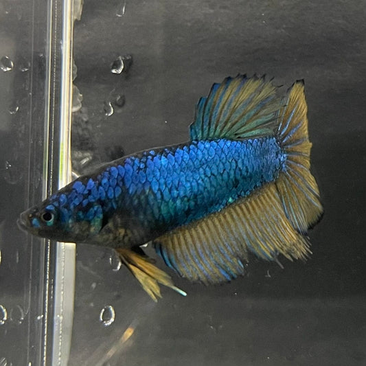 the-fish-farm Female Betta Female Betta - One Only - N Choose your own Female Betta at The Fish Farm Australia