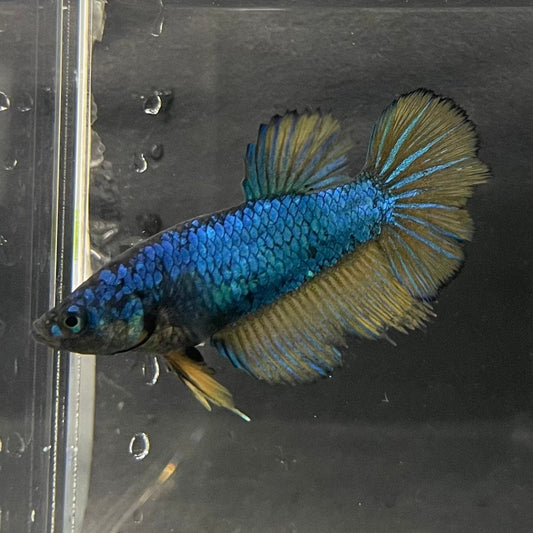the-fish-farm Female Betta Female Betta - One Only - N Choose your own Female Betta at The Fish Farm Australia