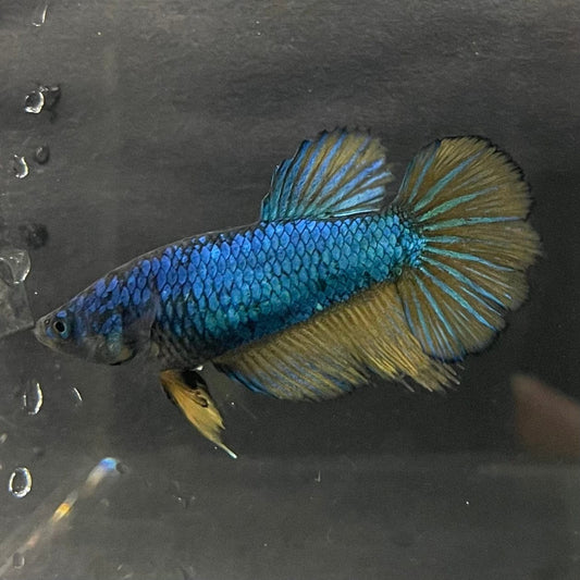 the-fish-farm Female Betta Female Betta - One Only - N Choose your own Female Betta at The Fish Farm Australia