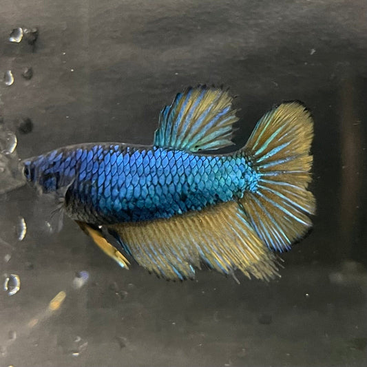 the-fish-farm Female Betta Female Betta - One Only - N Choose your own Female Betta at The Fish Farm Australia