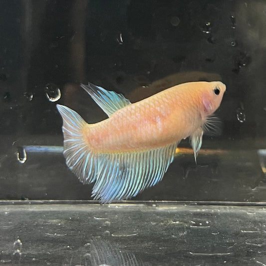 the-fish-farm Female Betta Female Betta - One Only - N Choose your own Female Betta at The Fish Farm Australia
