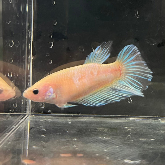 the-fish-farm Female Betta Female Betta - One Only - N Choose your own Female Betta at The Fish Farm Australia