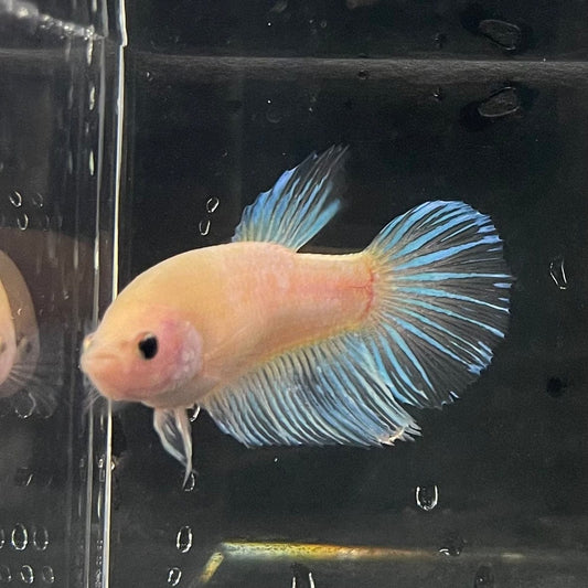 the-fish-farm Female Betta Female Betta - One Only - N Choose your own Female Betta at The Fish Farm Australia