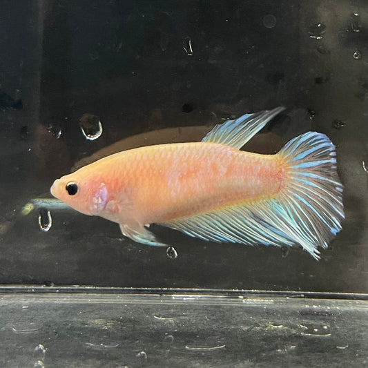 the-fish-farm Female Betta Female Betta - One Only - N Choose your own Female Betta at The Fish Farm Australia
