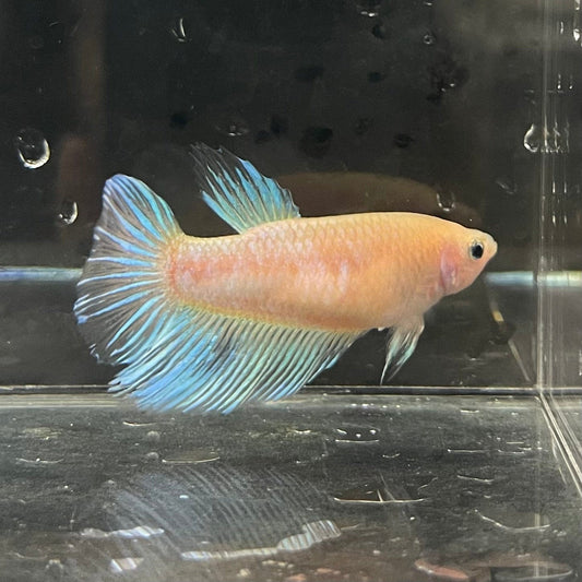 the-fish-farm Female Betta Female Betta - One Only - N Choose your own Female Betta at The Fish Farm Australia