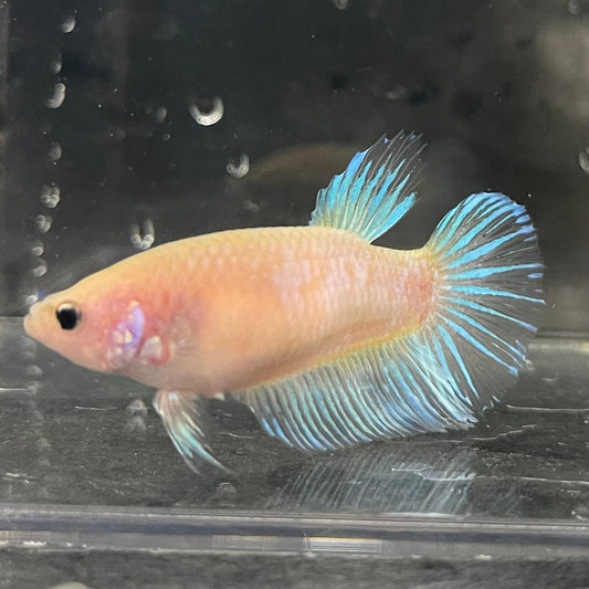 the-fish-farm Female Betta Female Betta - One Only - N Choose your own Female Betta at The Fish Farm Australia