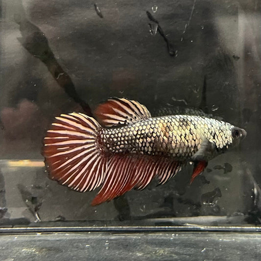 the-fish-farm Female Betta Female Betta - One Only - N Choose your own Female Betta at The Fish Farm Australia
