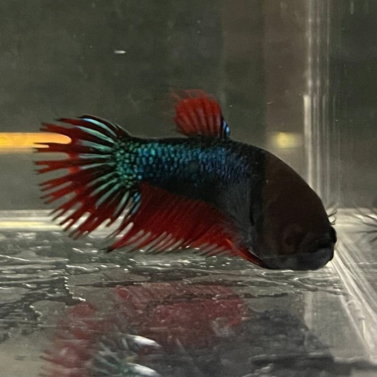 the-fish-farm Female Betta Female Betta - One Only - N Choose your own Female Betta at The Fish Farm Australia