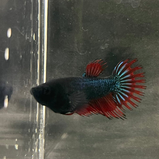 the-fish-farm Female Betta Female Betta - One Only - N Choose your own Female Betta at The Fish Farm Australia