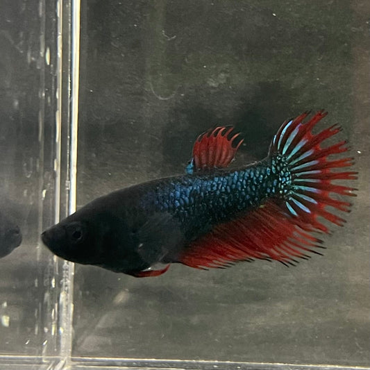 the-fish-farm Female Betta Female Betta - One Only - N Choose your own Female Betta at The Fish Farm Australia