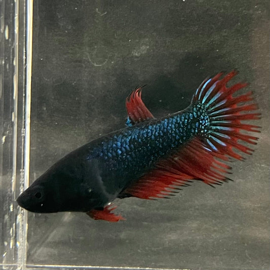 the-fish-farm Female Betta Female Betta - One Only - N Choose your own Female Betta at The Fish Farm Australia