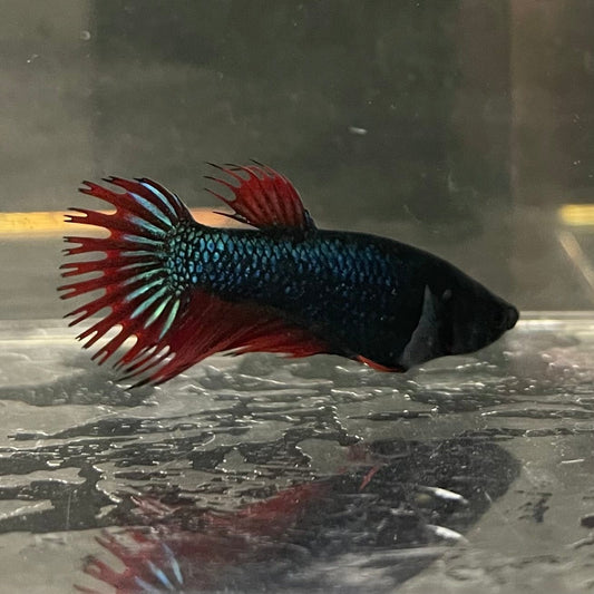 the-fish-farm Female Betta Female Betta - One Only - N Choose your own Female Betta at The Fish Farm Australia