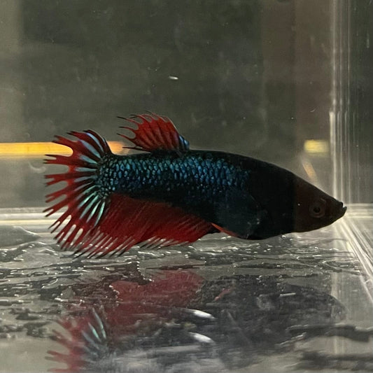 the-fish-farm Female Betta Female Betta - One Only - N Choose your own Female Betta at The Fish Farm Australia