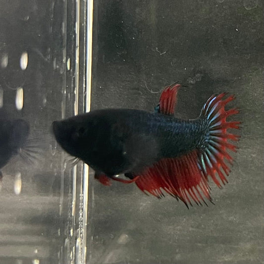 the-fish-farm Female Betta Female Betta - One Only - N Choose your own Female Betta at The Fish Farm Australia