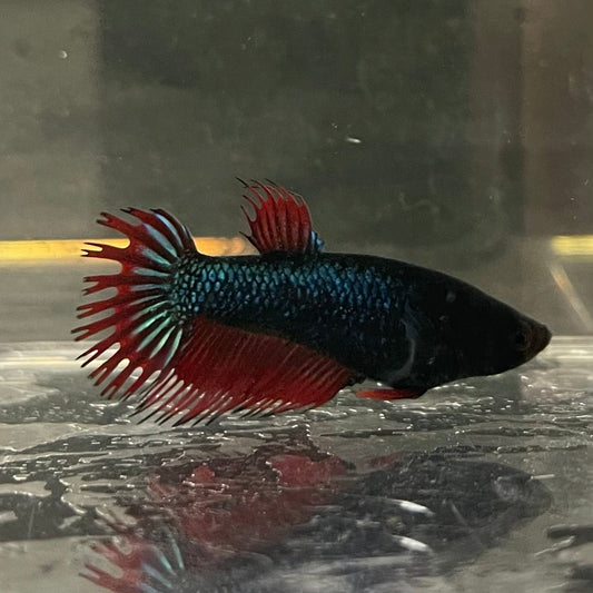 the-fish-farm Female Betta Female Betta - One Only - N Choose your own Female Betta at The Fish Farm Australia